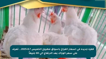 قفزة جديدة في أسعار الفراخ بأسواق مطروح الخميس 7-8-2025.. تعرف على سعر الوراك بعد الارتفاع إلى 80 جنيهاً